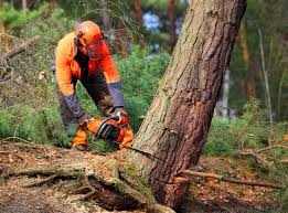 Best Commercial Tree Services  in Kimball, TN