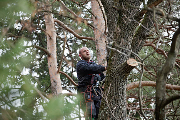 Tree and Shrub Care in Kimball, TN